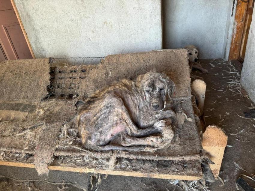 Denizli'de barınak dehşeti! Köpekler açıktan birbirini yedi