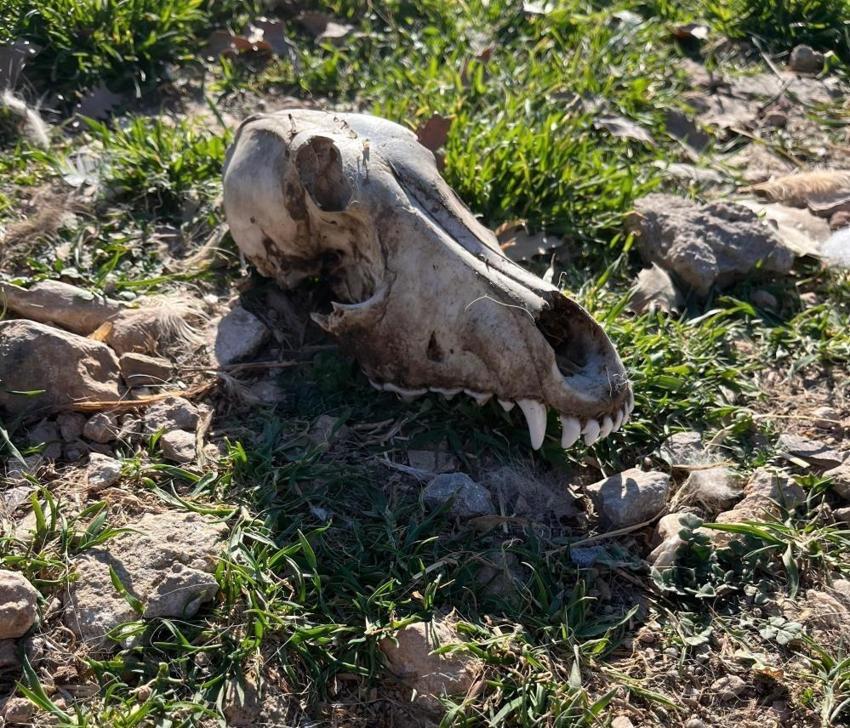 Denizli'de barınak dehşeti! Köpekler açıktan birbirini yedi