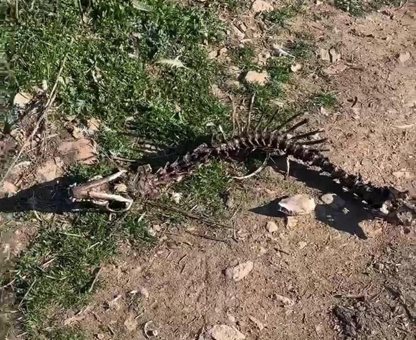 Denizli'de barınak dehşeti! Köpekler açıktan birbirini yedi