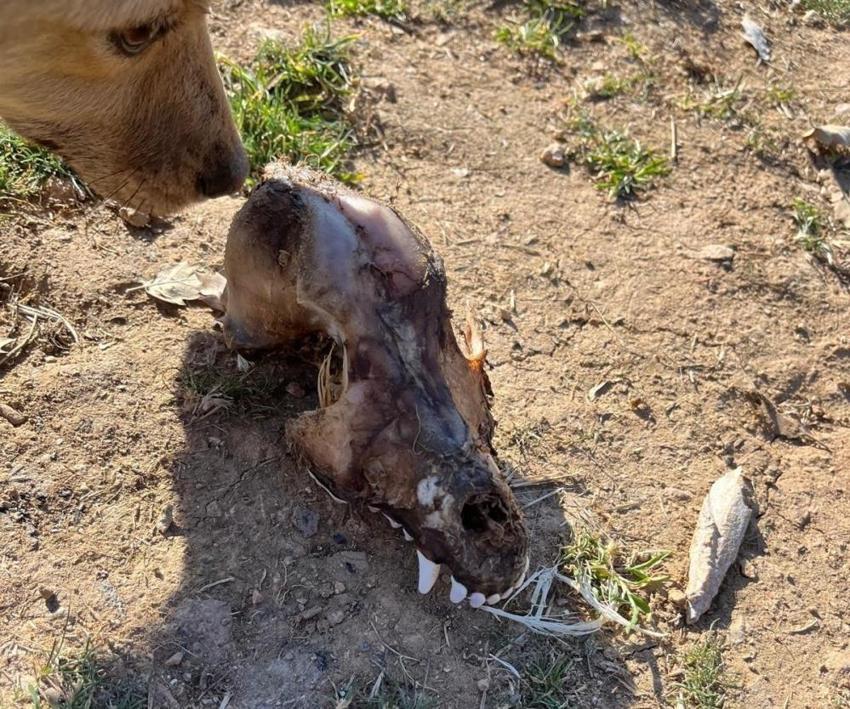 Denizli'de barınak dehşeti! Köpekler açıktan birbirini yedi