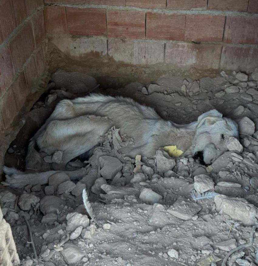 Denizli'de barınak dehşeti! Köpekler açıktan birbirini yedi