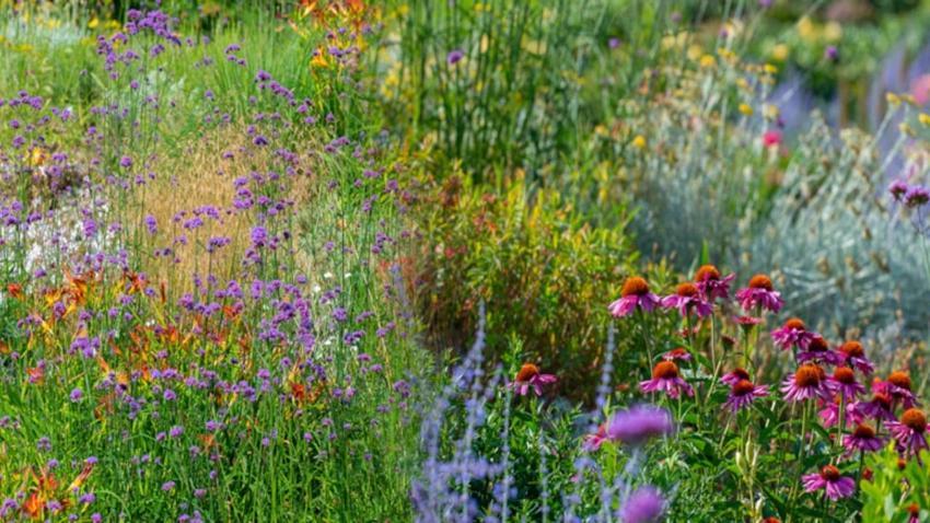 Eskişehir'e bir kez ekildi, kökünden yaprağına para ediyor! Kilosu bin TL: En önemli faydası kökünde