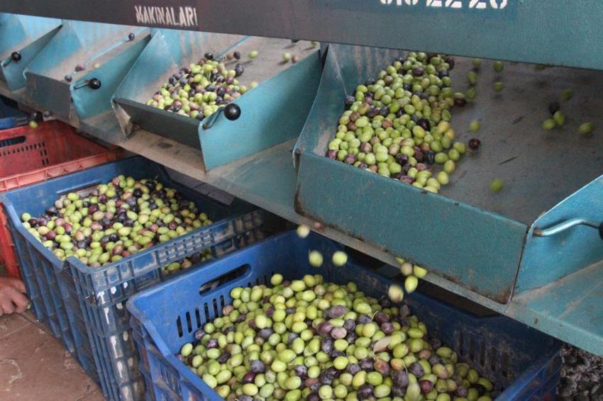 Aydın'da binlerce aile geçimini bu üründen sağlıyor! Yeşil altın hasadı sürüyor! 50 liraya kadar alıcı buluyor