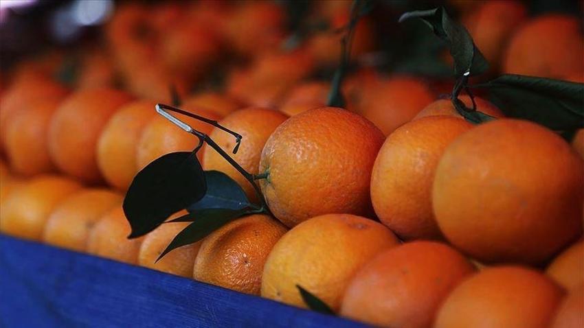 Antalya portakalları tescillenip dünya pazarında yerini aldı