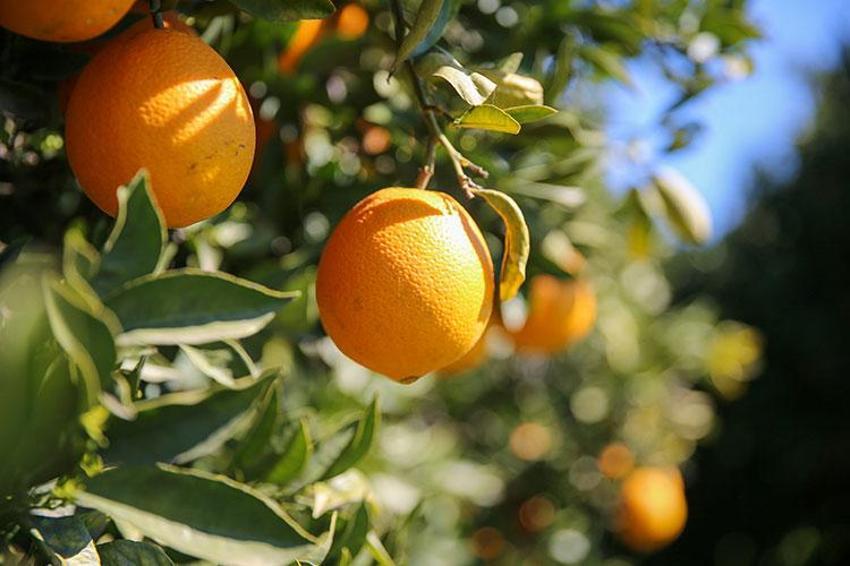 Antalya portakalları tescillenip dünya pazarında yerini aldı