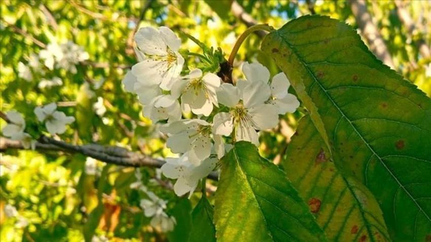 Türkiye'nin hafızasında kaybolan ağaç: Malatya'da bir efsane doğdu