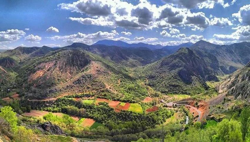 Türkiye'nin hafızasında kaybolan ağaç: Malatya'da bir efsane doğdu