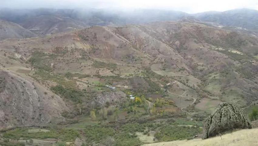 Türkiye'nin hafızasında kaybolan ağaç: Malatya'da bir efsane doğdu