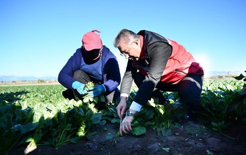 Osmaniye'de hasat başladı! Çiftçinin yüzü gülüyor: Hedef 3 bin ton rekolte