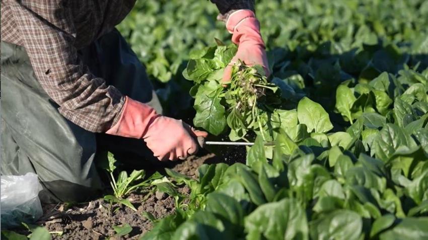 Osmaniye'de hasat başladı! Çiftçinin yüzü gülüyor: Hedef 3 bin ton rekolte