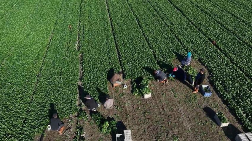 Osmaniye'de hasat başladı! Çiftçinin yüzü gülüyor: Hedef 3 bin ton rekolte