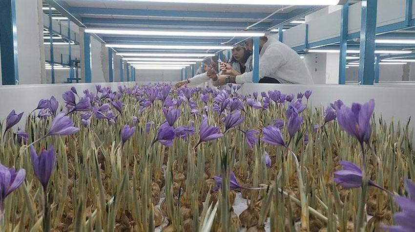 Antalya'da mali müşavir devlet desteğiyle üretime başladı! Ürünün kilosunu 650 bin TL'ye satıyor