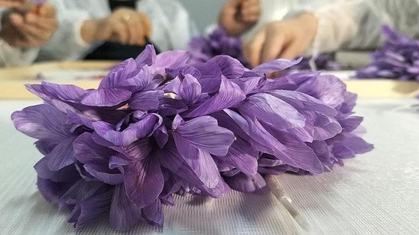 Antalya'da mali müşavir devlet desteğiyle üretime başladı! Ürünün kilosunu 650 bin TL'ye satıyor