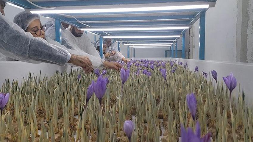 Antalya'da mali müşavir devlet desteğiyle üretime başladı! Ürünün kilosunu 650 bin TL'ye satıyor