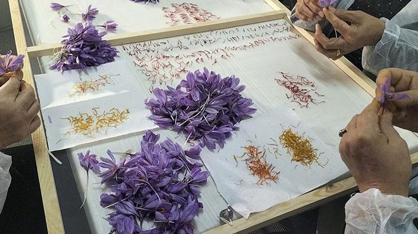 Antalya'da mali müşavir devlet desteğiyle üretime başladı! Ürünün kilosunu 650 bin TL'ye satıyor