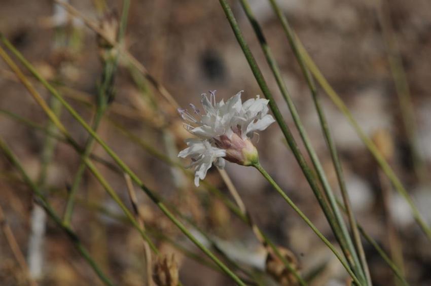 Denizli'nin dağlarında yeni bir tür doğdu! Emekli öğretmen doğa yürüyüşünde keşfetti