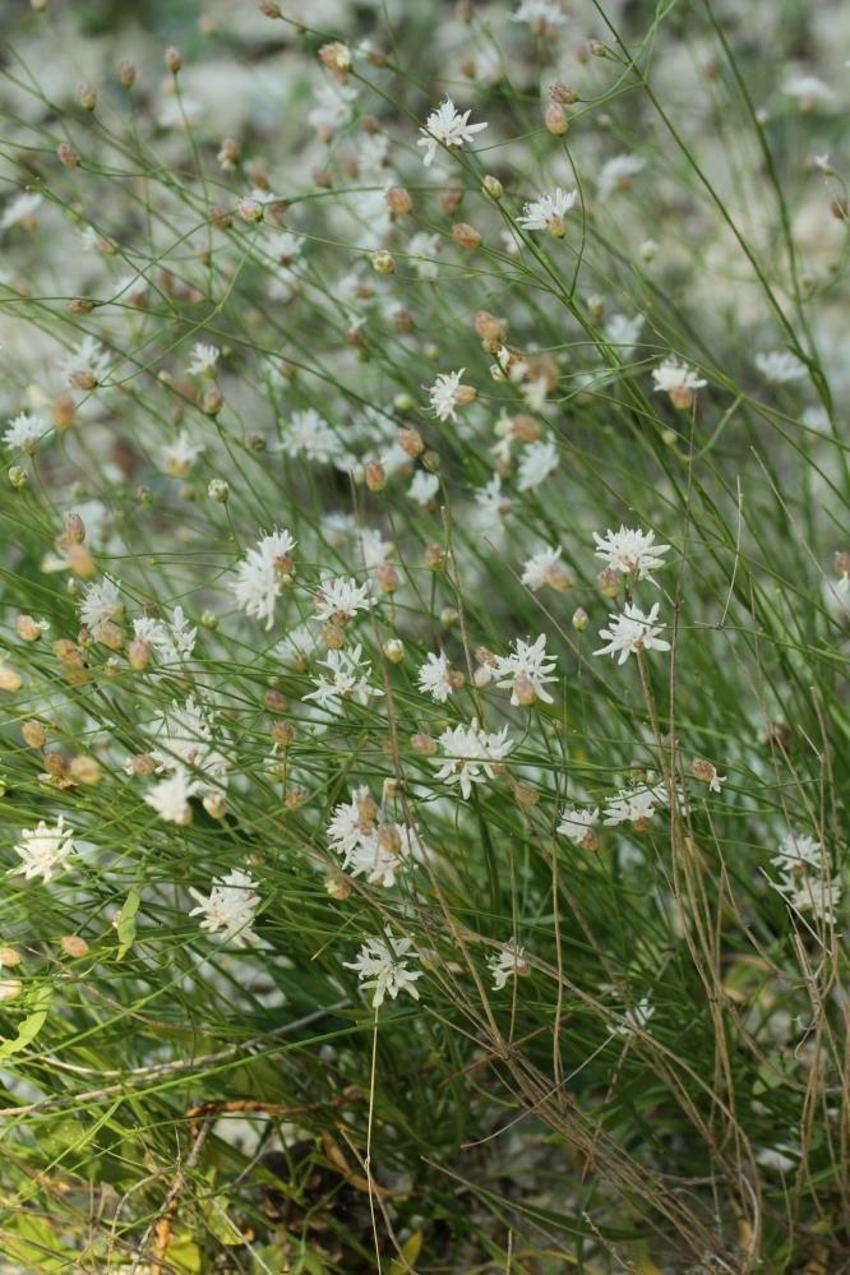 Denizli'nin dağlarında yeni bir tür doğdu! Emekli öğretmen doğa yürüyüşünde keşfetti