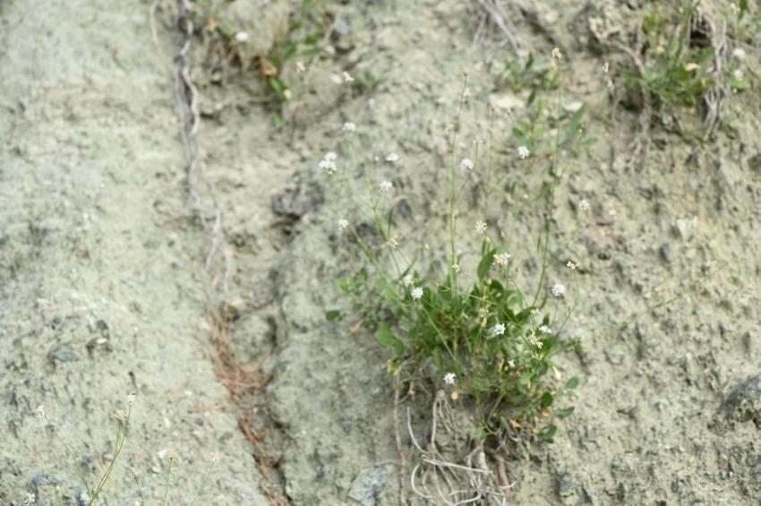 Denizli'nin dağlarında yeni bir tür doğdu! Emekli öğretmen doğa yürüyüşünde keşfetti