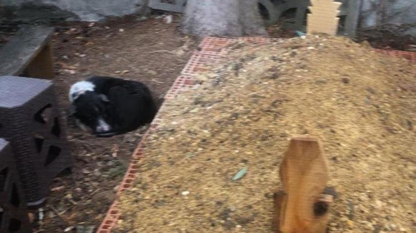 Samsun'da sadık köpek sahibini mezarda da yalnız bırakmıyor! Görenleri duygulandıran manzara