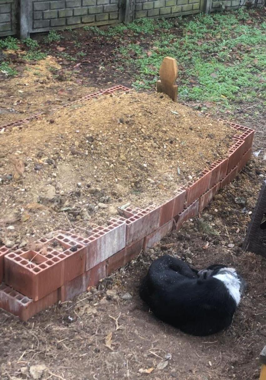 Samsun'da sadık köpek sahibini mezarda da yalnız bırakmıyor! Görenleri duygulandıran manzara