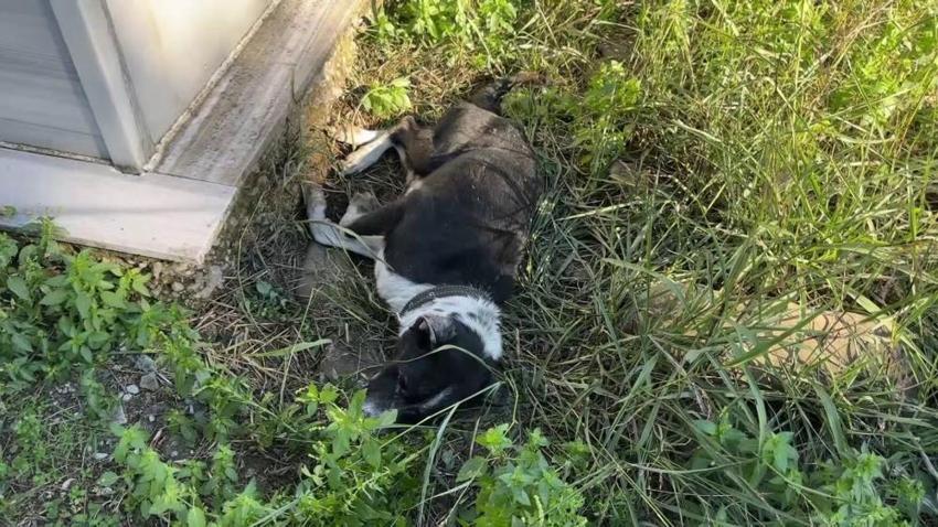 Samsun'da sadık köpek sahibini mezarda da yalnız bırakmıyor! Görenleri duygulandıran manzara