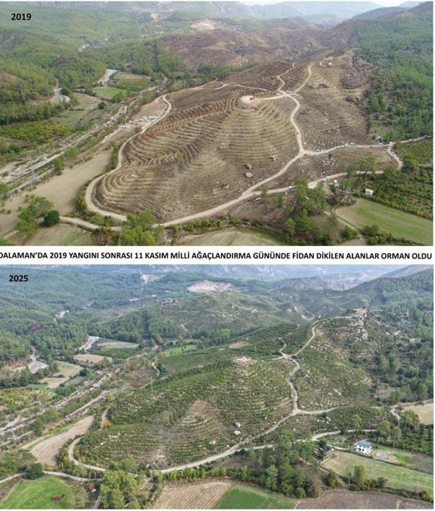 Kara tablo 6 yılda tamamen değişti! Dalaman'da yanan alanlar tekrar yeşerdi