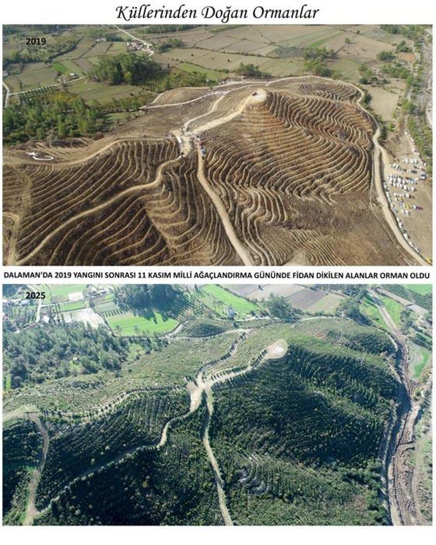 Kara tablo 6 yılda tamamen değişti! Dalaman'da yanan alanlar tekrar yeşerdi