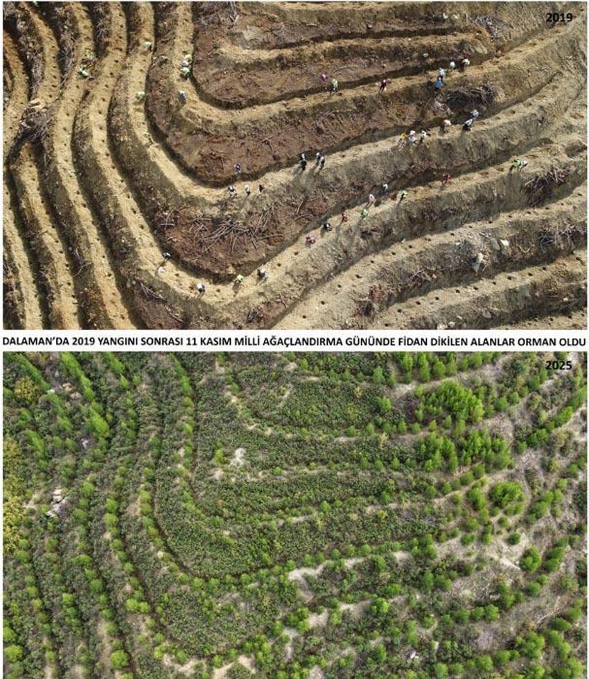 Kara tablo 6 yılda tamamen değişti! Dalaman'da yanan alanlar tekrar yeşerdi