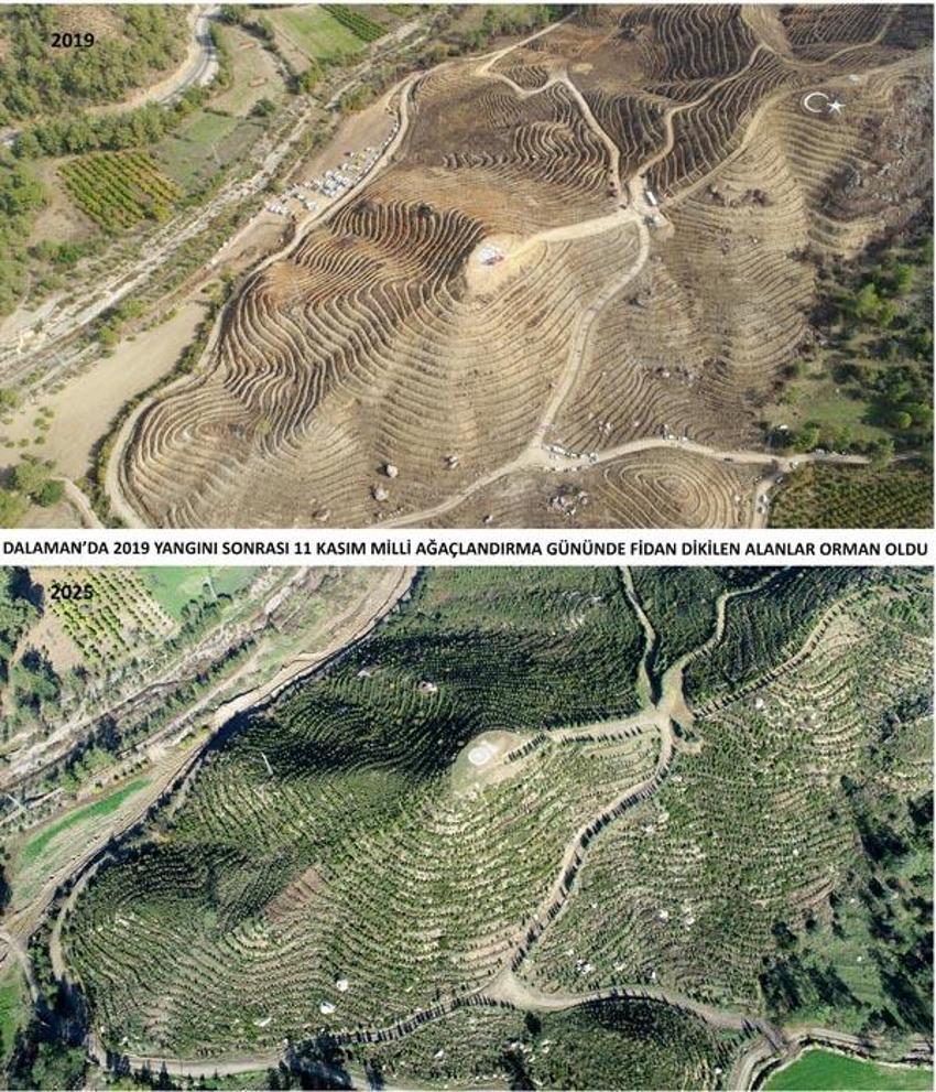 Kara tablo 6 yılda tamamen değişti! Dalaman'da yanan alanlar tekrar yeşerdi