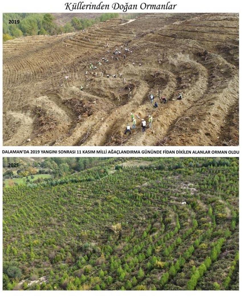 Kara tablo 6 yılda tamamen değişti! Dalaman'da yanan alanlar tekrar yeşerdi