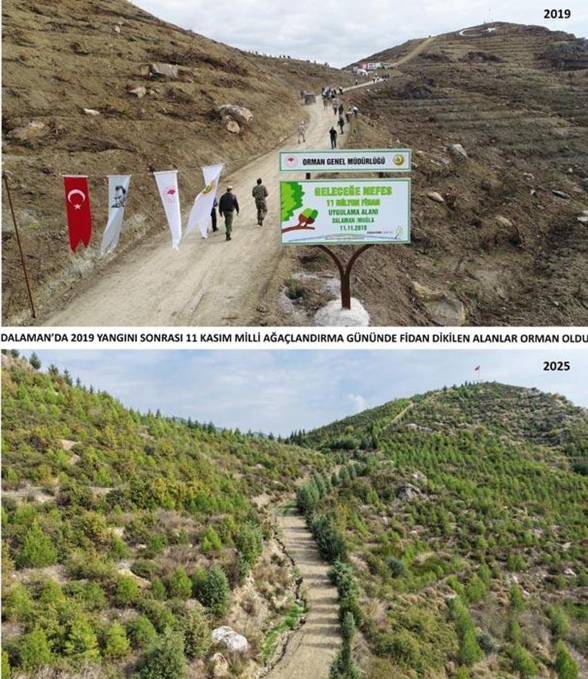 Kara tablo 6 yılda tamamen değişti! Dalaman'da yanan alanlar tekrar yeşerdi