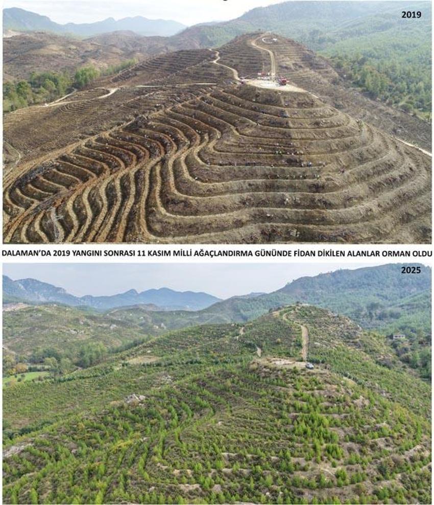 Kara tablo 6 yılda tamamen değişti! Dalaman'da yanan alanlar tekrar yeşerdi