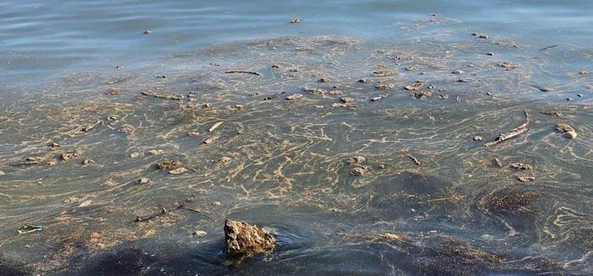 Sinop’ta vatandaşları endişelendiren görüntü! Deniz yüzeyinde ortaya çıktı