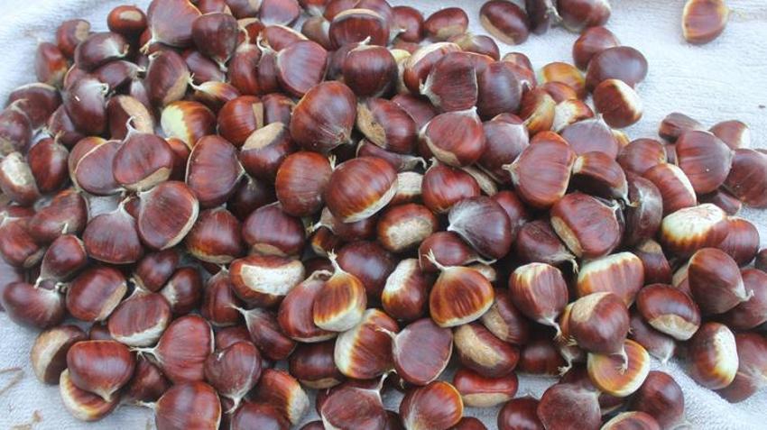 Bursa’da kabusa karşı yeni yöntem işe yaradı! Tüm ilçelerde rekor, yüzde 50 arttı