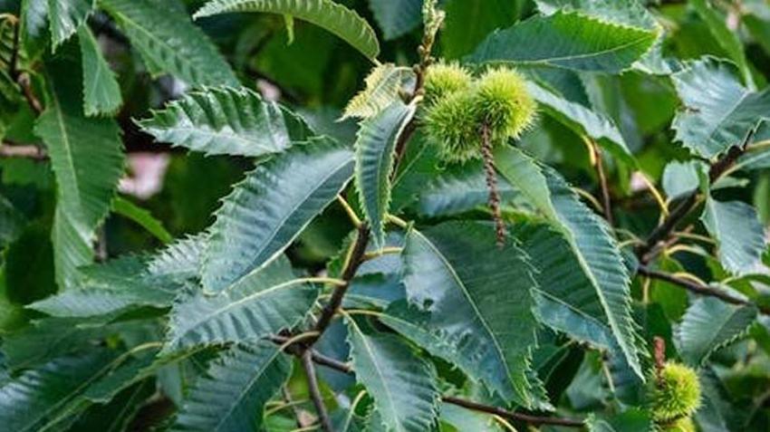 Bursa’da kabusa karşı yeni yöntem işe yaradı! Tüm ilçelerde rekor, yüzde 50 arttı