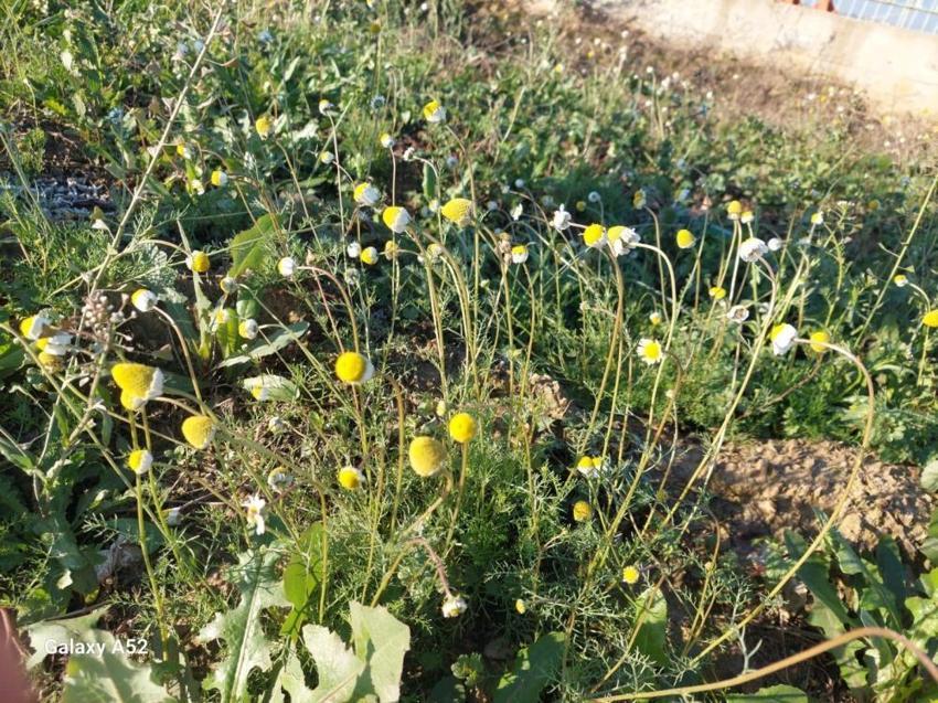 Manisa'da zemheri günlerinde şaşkına çeviren görüntü! Görenler gözlerine inanamadı