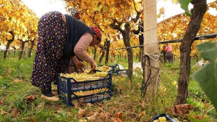 Manisa'da zemheri günlerinde şaşkına çeviren görüntü! Görenler gözlerine inanamadı
