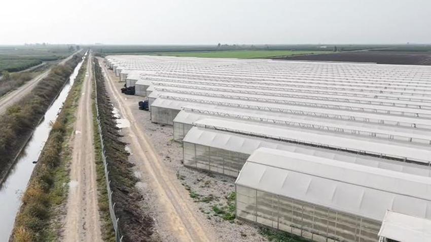 Adana'da yapay zeka üretti 7 ülke almak için sıraya girdi! Dronlar serada anlık gelişimi takip ediyor