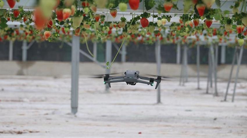 Adana'da yapay zeka üretti 7 ülke almak için sıraya girdi! Dronlar serada anlık gelişimi takip ediyor