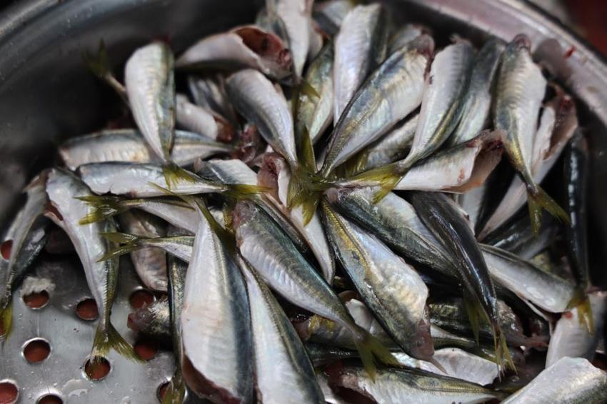 Elazığlılar soğuk havada oraya akın etti: Tezgahlarda bolluk var! İşte hamsi, somon ve alabalıkta son fiyatlar