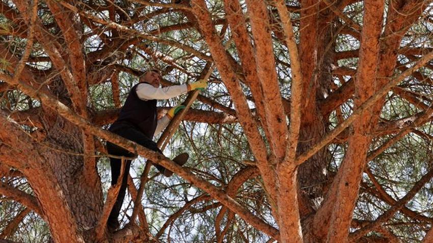 Bursa'da erkekler ormandan bedavaya toplayıp eşlerine yaptırıyor! İnternetten tanesi 500 liraya satılıyor