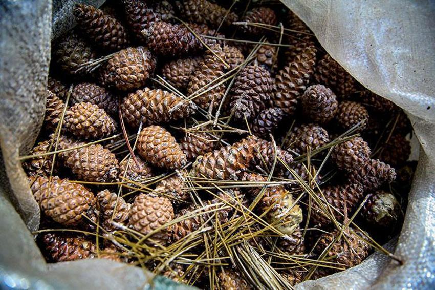 Bursa'da erkekler ormandan bedavaya toplayıp eşlerine yaptırıyor! İnternetten tanesi 500 liraya satılıyor