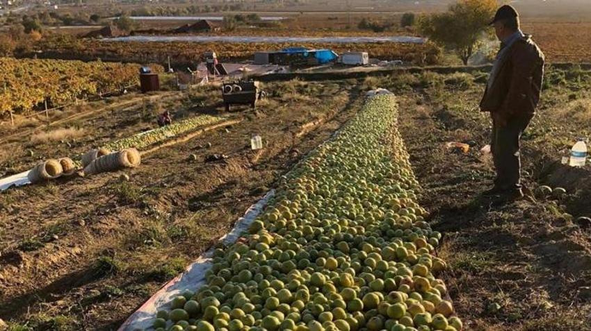 Kırağı tehlikesi hasadı hızlandırdı! Tarlalardan toplanan ürünler pazarda yok satıyor