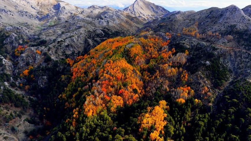 Türkiye'de çok nadir görülüyor: Denizli’nin gizli cennetinde renk cümbüşü: Doğa tutkunları buraya akın ediyor