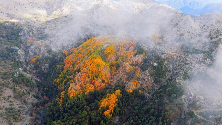 Türkiye'de çok nadir görülüyor: Denizli’nin gizli cennetinde renk cümbüşü: Doğa tutkunları buraya akın ediyor