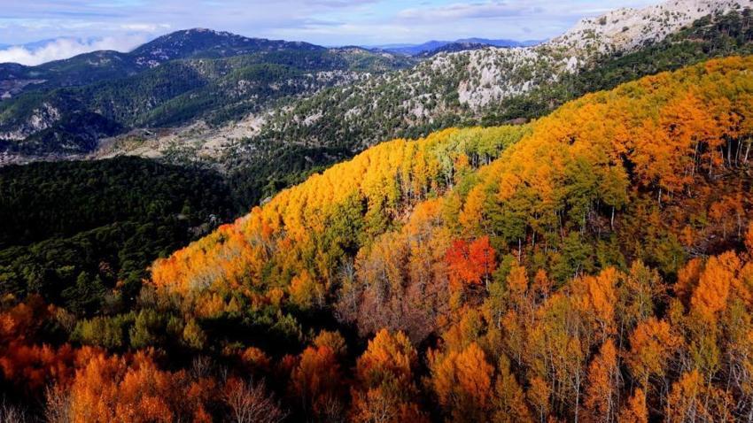 Türkiye'de çok nadir görülüyor: Denizli’nin gizli cennetinde renk cümbüşü: Doğa tutkunları buraya akın ediyor
