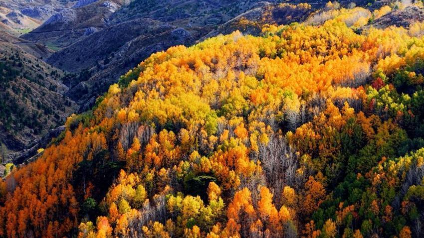 Türkiye'de çok nadir görülüyor: Denizli’nin gizli cennetinde renk cümbüşü: Doğa tutkunları buraya akın ediyor