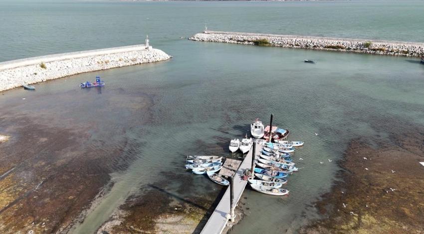 Batı Akdeniz'de sessizce büyüyen tehlike! 50 yılda yarısı yok oldu: Haritadan silinme tehlikesi var