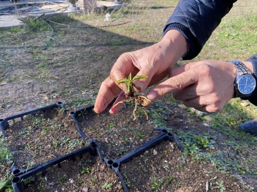 Eskişehir'e deneme amaçlı ekildi: 1 kilosu 1 ton buğday ediyor! Çiftçiye 5 kat fazla kazandırdı