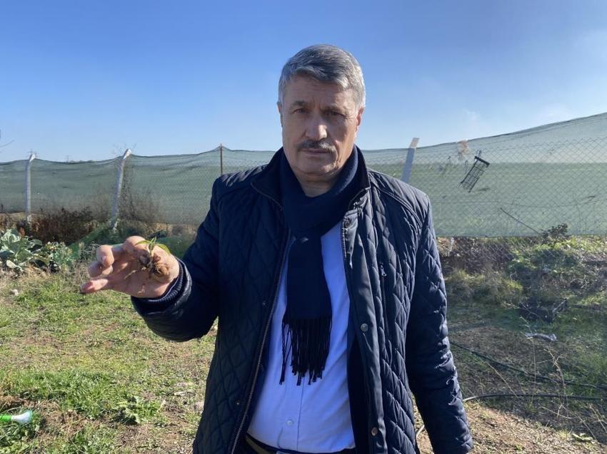 Eskişehir'e deneme amaçlı ekildi: 1 kilosu 1 ton buğday ediyor! Çiftçiye 5 kat fazla kazandırdı